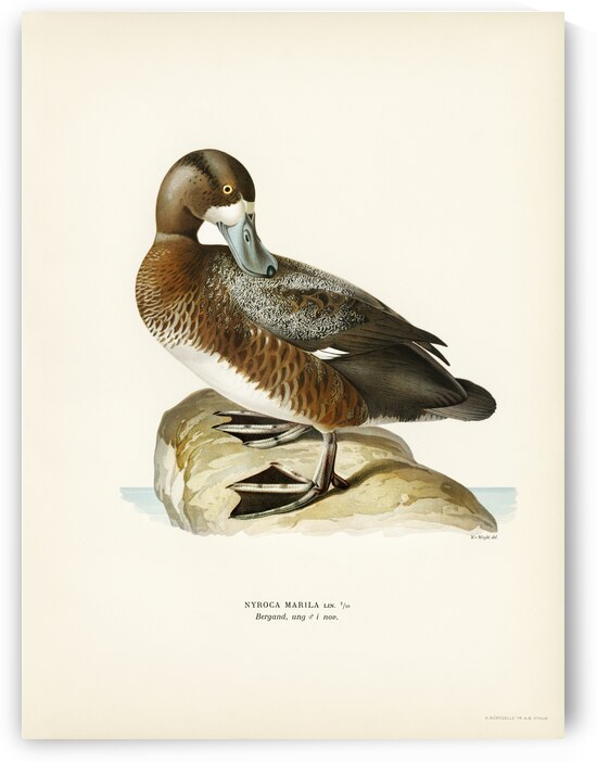 Greate Scaup Scaup male ♂ Nyroca marila by IStockHistory com