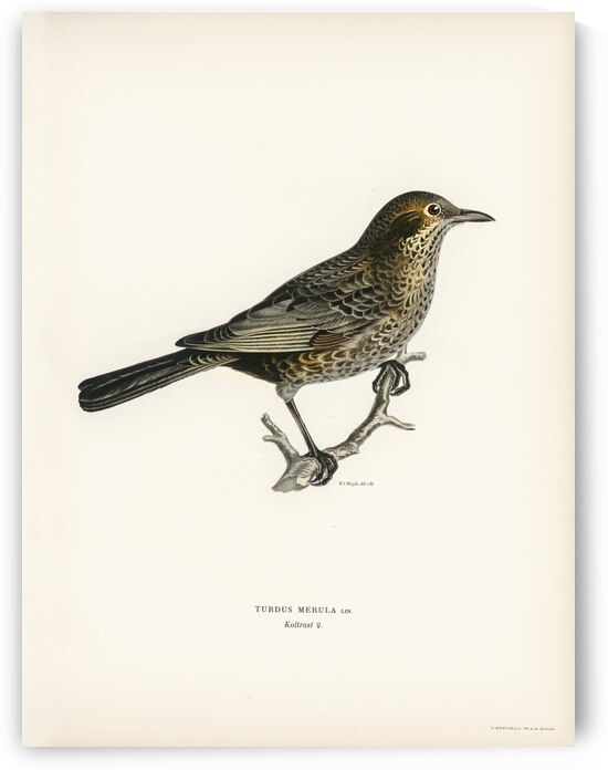 Blackbird ♀ Turdus merula by IStockHistory com