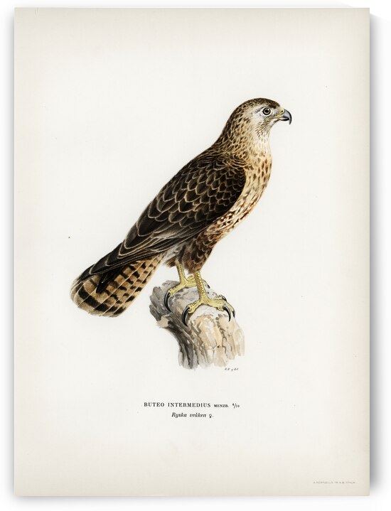 Common Buzzard Buteo buteo intermedius by IStockHistory com