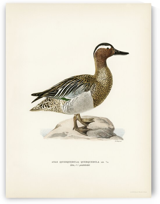 Garganey male Anas querquedula by IStockHistory com