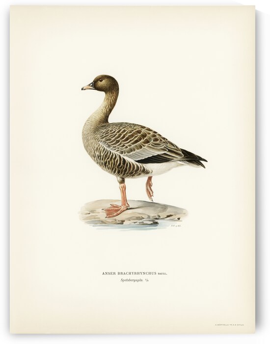 Pink-footed Goose Anser brachyrhynchus by IStockHistory com