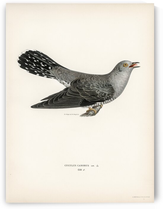 Common cuckoo-male Cuculus canorus by IStockHistory com
