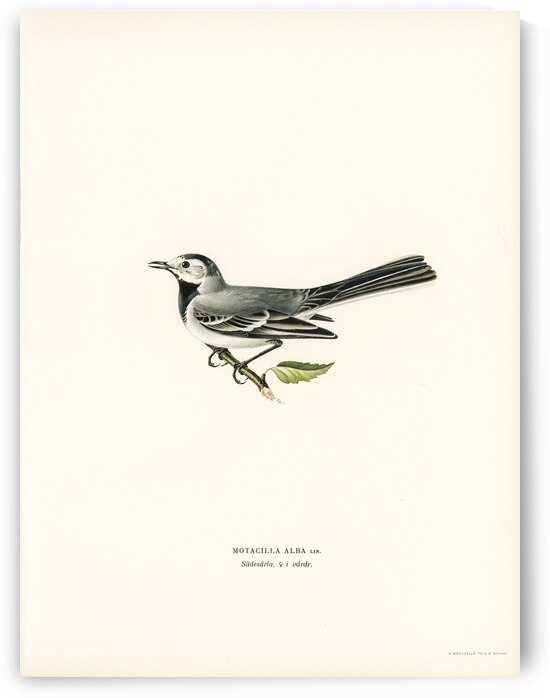 Pied wagtail female Motacilla alba by IStockHistory com