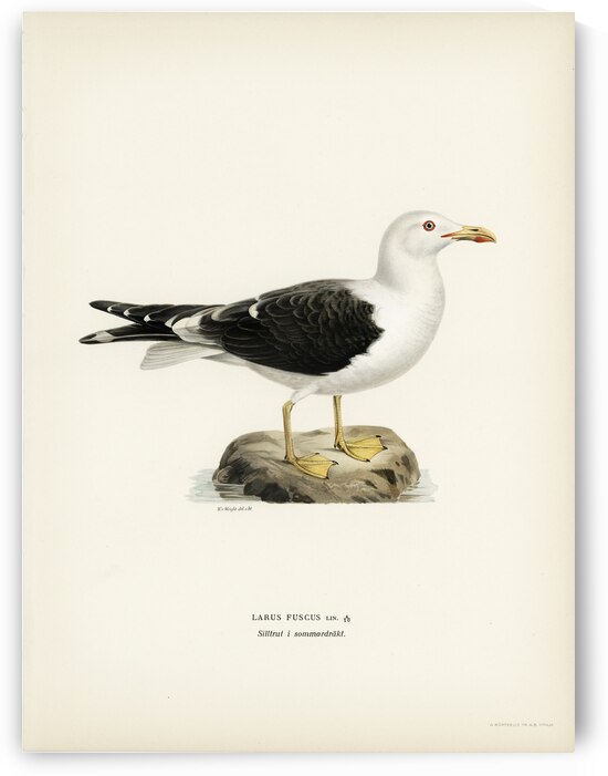 Lesser blak-backed gull Larus fuscus by IStockHistory com