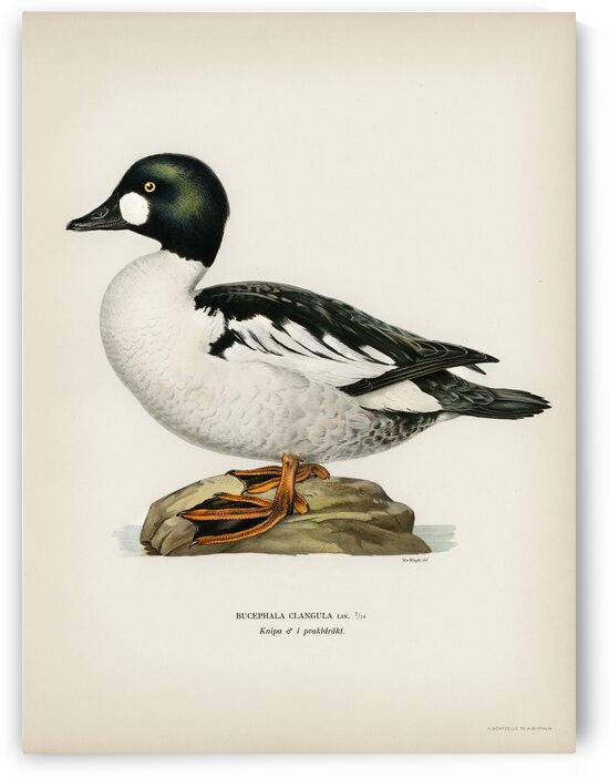 Lesser blak-backed gull Larus fuscus by IStockHistory com