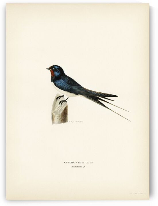 Barn Swallow male Chelidon rustica by IStockHistory com