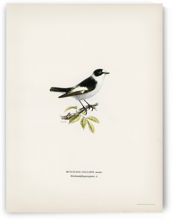 Collared flycatcher Muscicapa collaris by IStockHistory com
