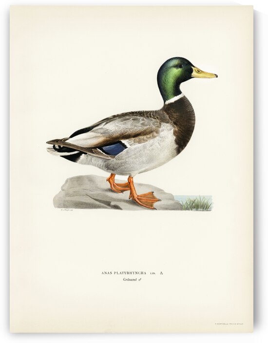 Mallard male Anas platyrhynchos by IStockHistory com