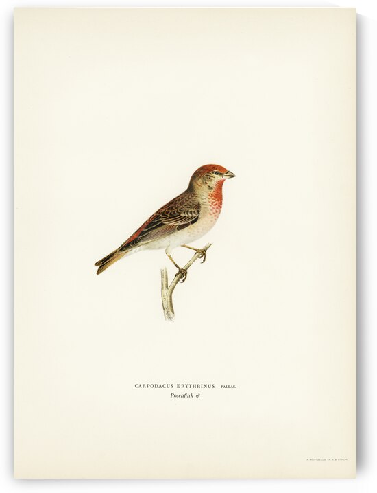 Common rosefinch male Carpodacus erythrinus by IStockHistory com