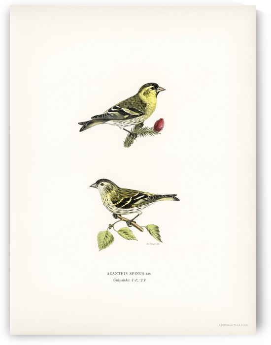Siskin  Spinus spinus 1♂ 2♀ by IStockHistory com