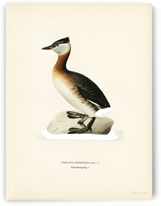 Red-necked grebe male Odiceps grisegena by IStockHistory com