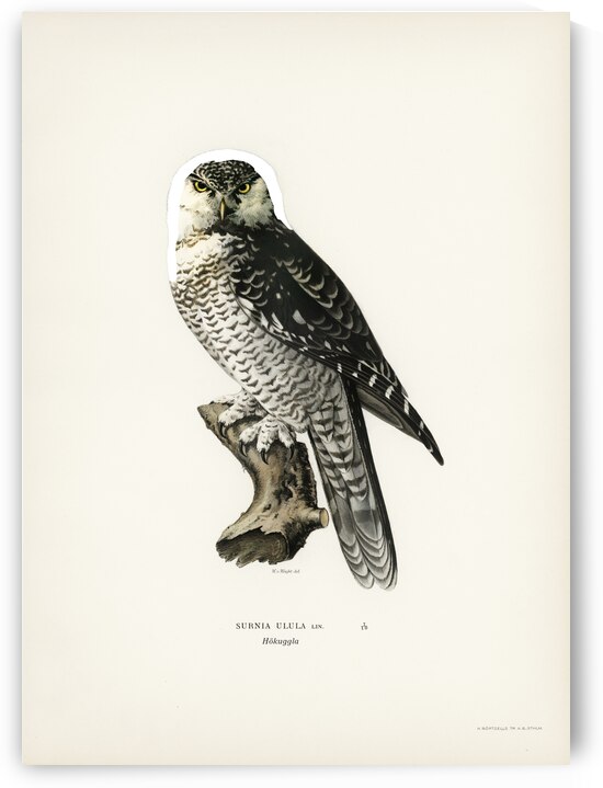 Northern hawk-owl SURNIA ULULA by IStockHistory com
