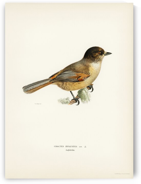 Siberian Jay Perisoreus infaustus by IStockHistory com