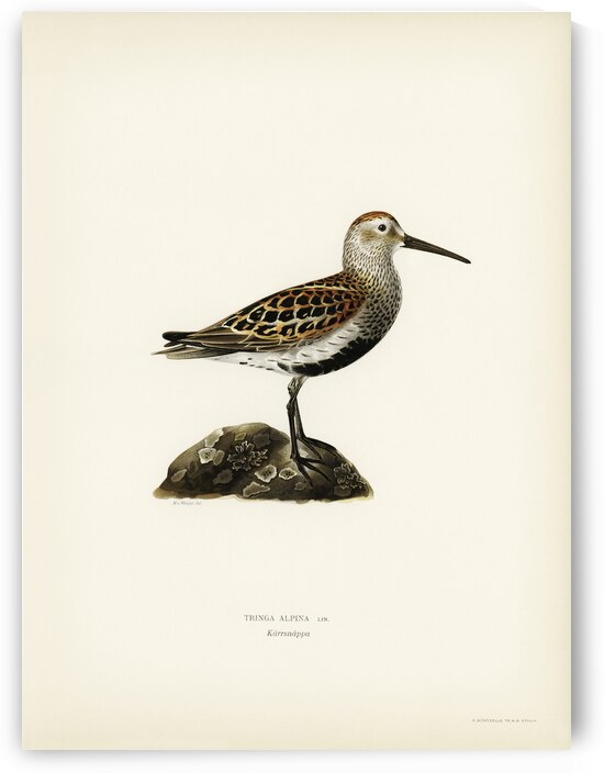 Tringa Alpina Dunlin by IStockHistory com