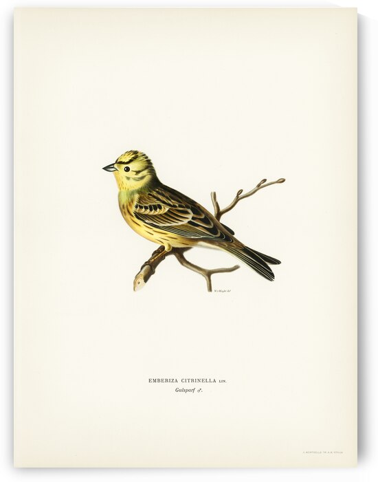 Yellowhammer male Emberiza citrinella by IStockHistory com