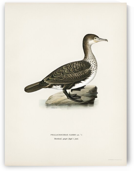 Great cormorant Phalacrocorax Carbo by IStockHistory com