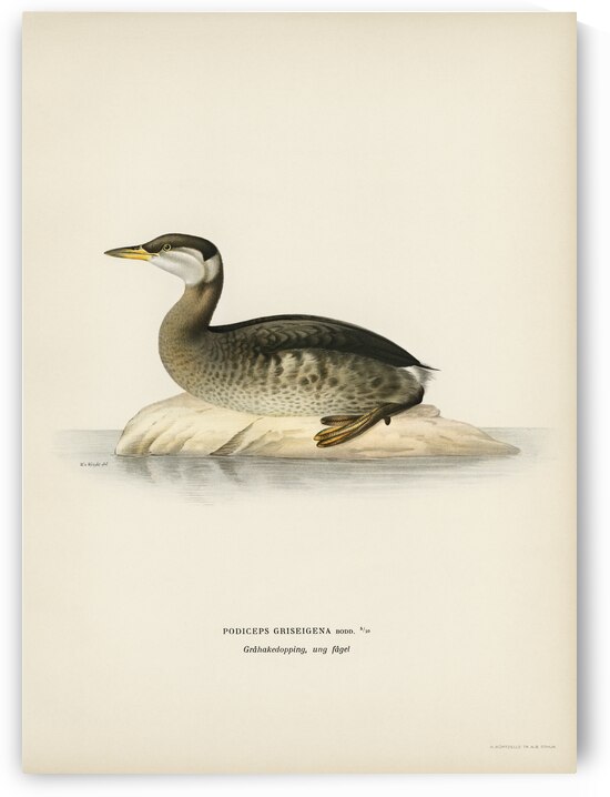 Young red-necked grebe Podiceps grisegena by IStockHistory com