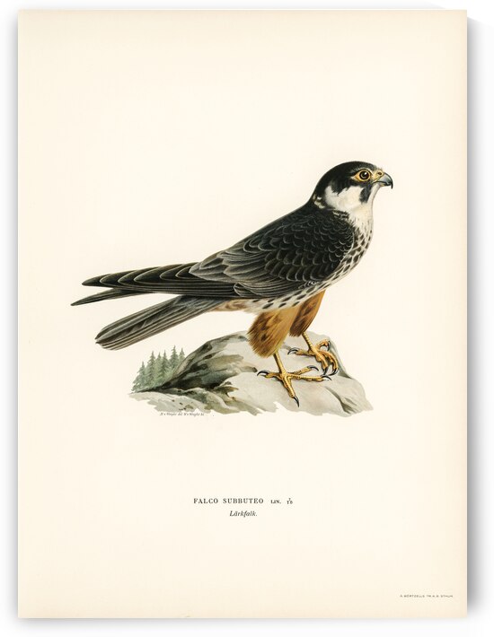 Eurasian Hobby Falco subbuteo by IStockHistory com
