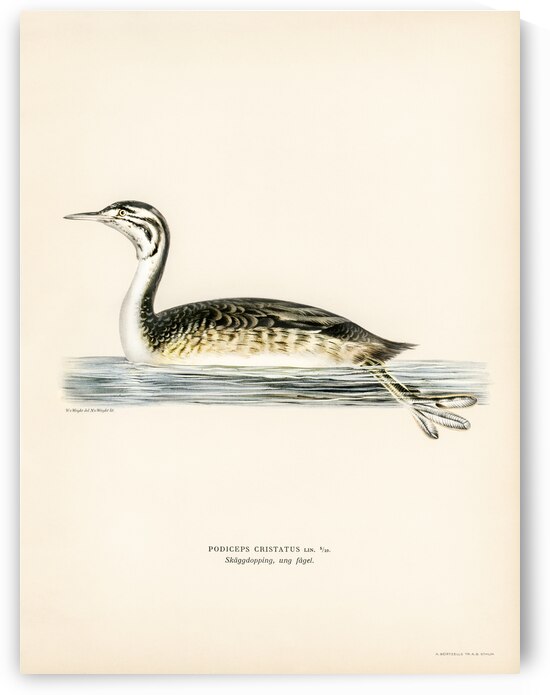 Podiceps Cristatus by IStockHistory com