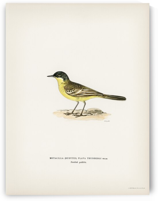Grey-headed Wagtail MOTACILLA BUDYTES FLAVA THUNBERGI by IStockHistory com