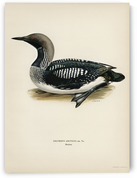 Black-throated loon Colymbus Arcticus by IStockHistory com