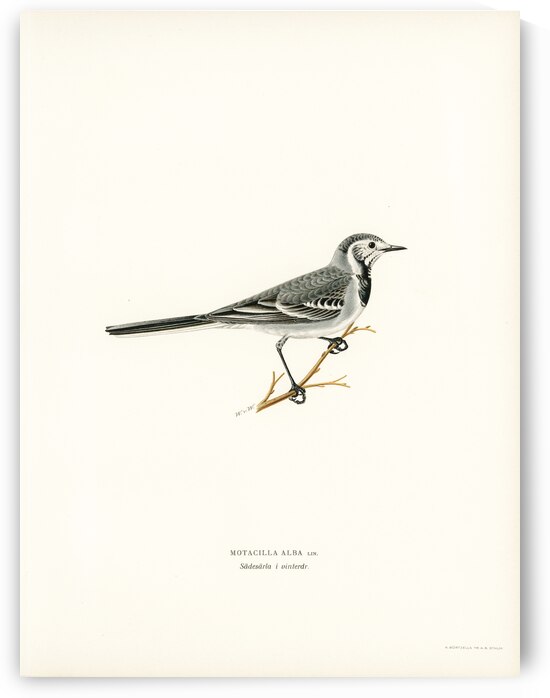 Pied Wagtail Motacilla alba by IStockHistory com