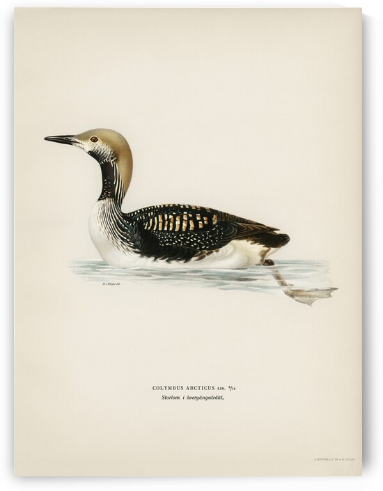 Black-throated loon Colymbus arcticus by IStockHistory com