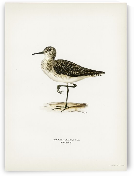 Wood Sandpiper Totanus Glareola by IStockHistory com