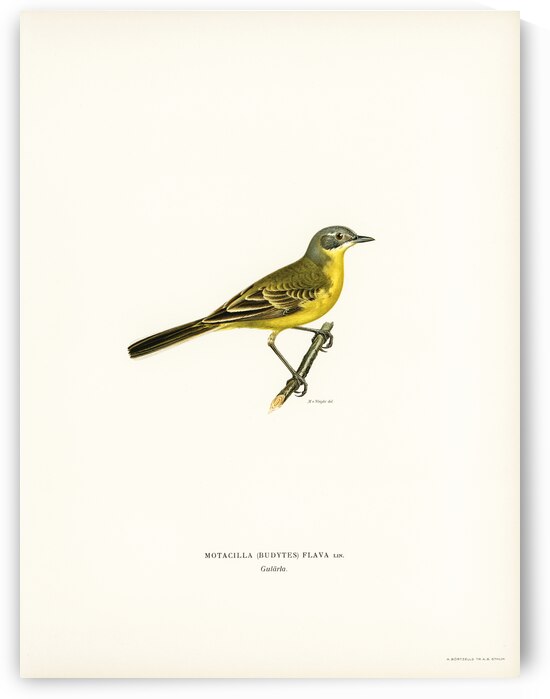 Western yellow wagtail Motacilla [budytes] flava by IStockHistory com