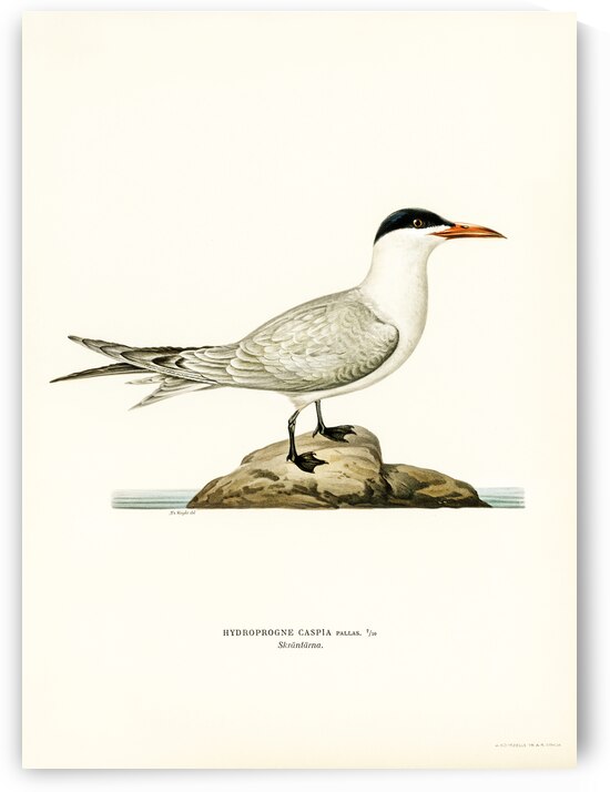 Caspian lern HYDROPROGNE CASPIA by IStockHistory com