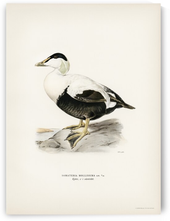 Somateria Mollissima by IStockHistory com