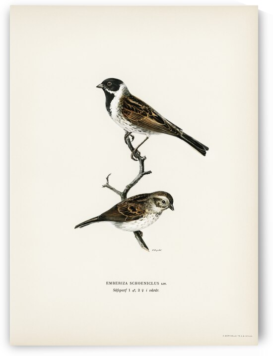 Reed bunting ♀ ♂ EMBERIZA SCHOENICLUS by IStockHistory com
