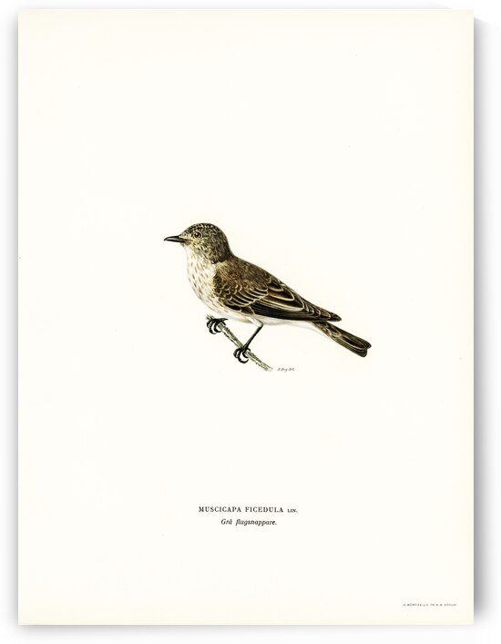 Spotted flycatcher Muscicapa ficedula by IStockHistory com