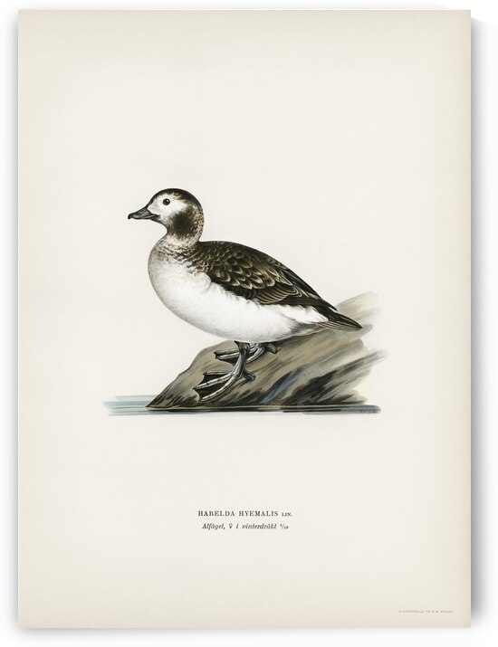 Harelda Hyemalis by IStockHistory com