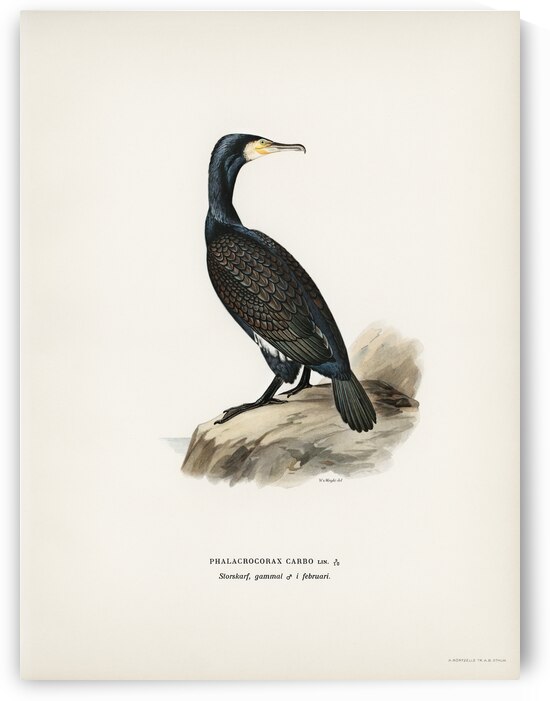 Great cormoran Phalacrocorax Carbo by IStockHistory com