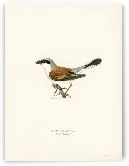 Red-backed Shrike male Lanius collurio by IStockHistory com