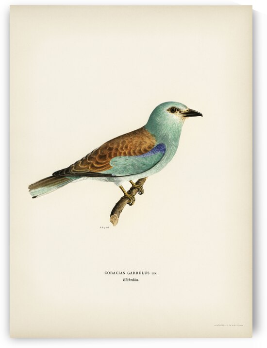 European roller CORACIAS GARRULUS by IStockHistory com