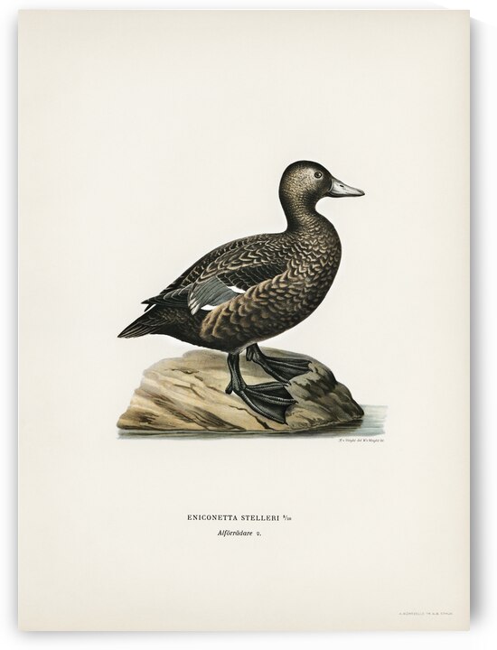 Eniconetta Stelleri by IStockHistory com