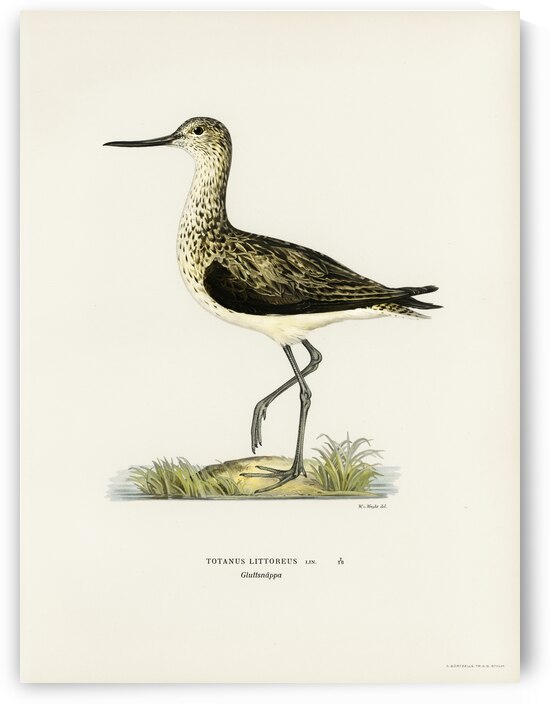 Greenshank Totanus Littoreus by IStockHistory com