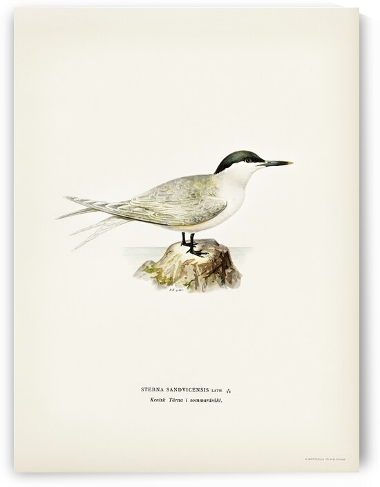 Sandwich tern Sterna sandvicensis by IStockHistory com