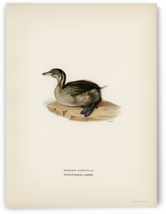 Young horned grebe PODICEPS AURITUS by IStockHistory com