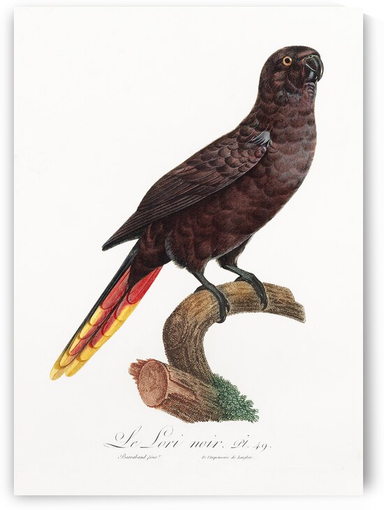 Black lory  by IStockHistory com