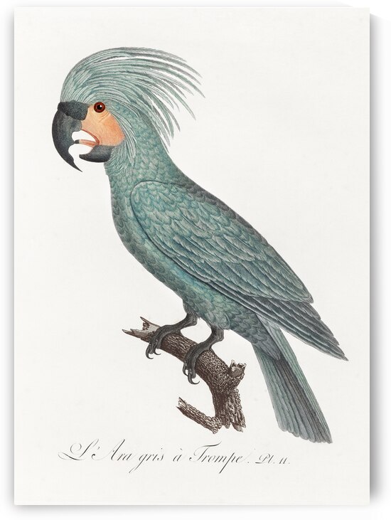 Goliath cockatoo  by IStockHistory com