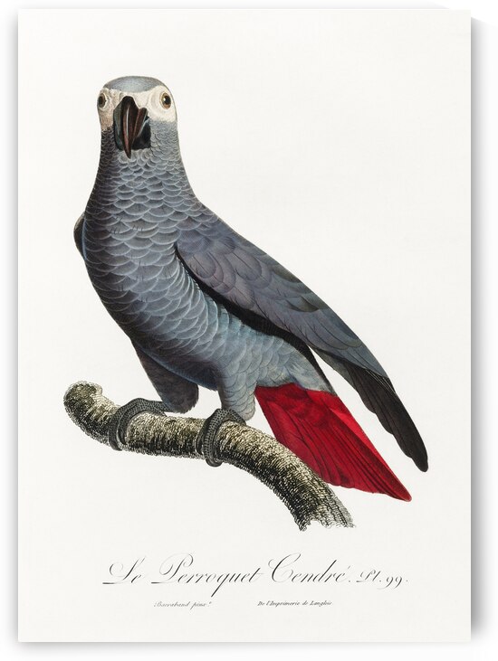 Congo grey parrot  by IStockHistory com
