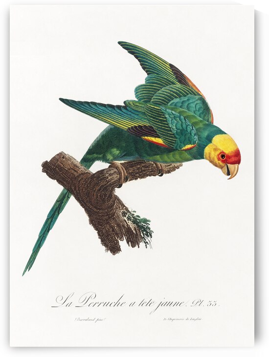 Yellow-crowned parakeet  by IStockHistory com