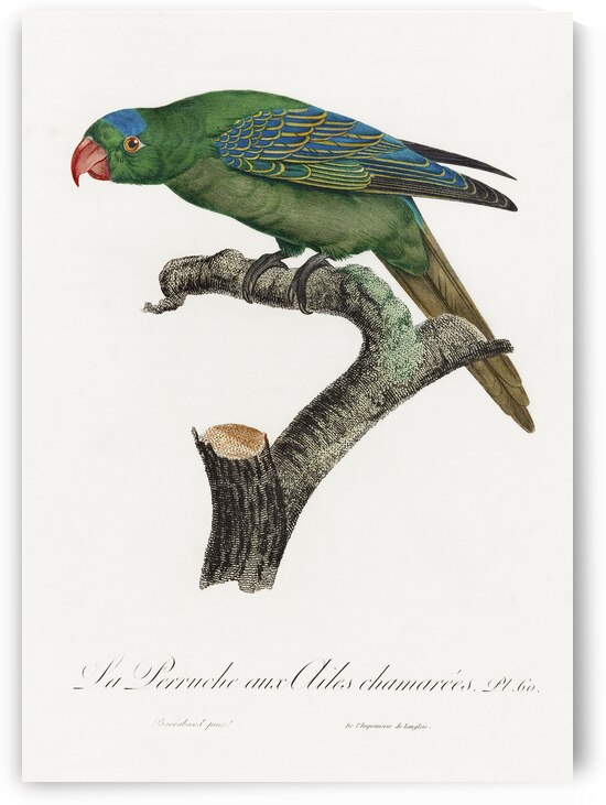 Yellow-crowned parakeet  by IStockHistory com