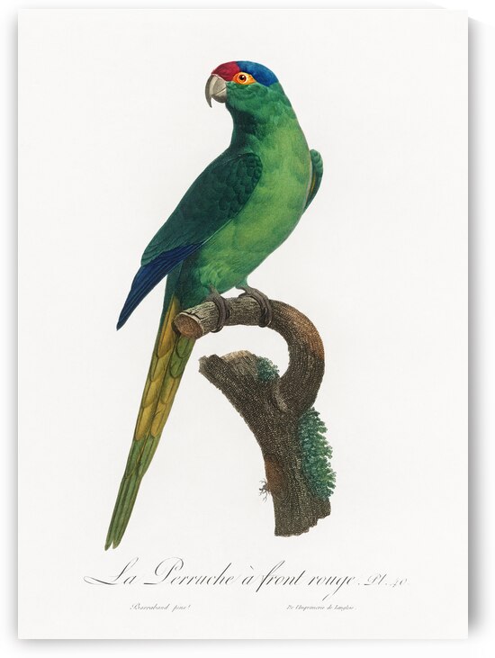 Red-fronted parakeet  by IStockHistory com