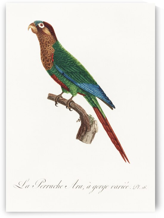 Wave-breasted parakeet  by IStockHistory com