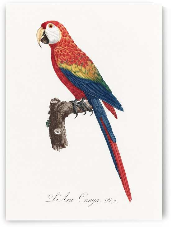 Ara macao  by IStockHistory com