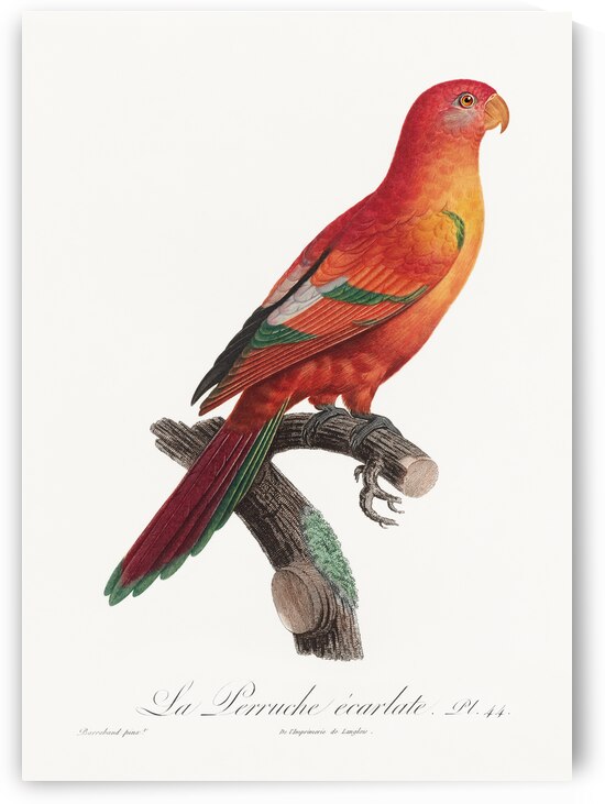 Crimson shining parrot  by IStockHistory com